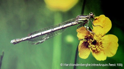Insecten in de tuin of het park - een korte ontdekkingstocht?