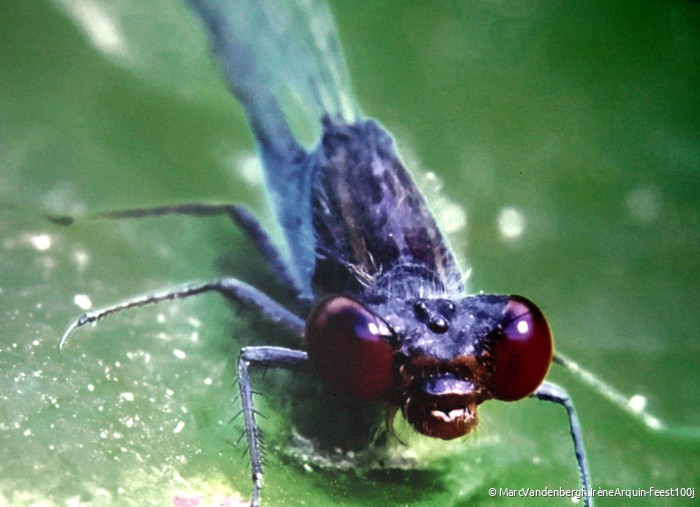 20240629_Insect_Df.feest-fotoreeks-Marc_c.IrèneArquin