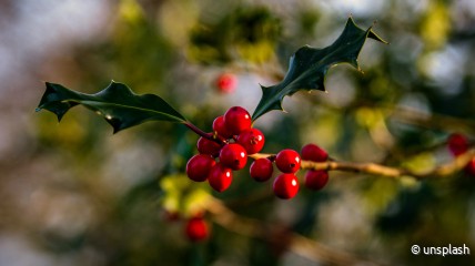KERSTFEEST  voor LEDEN  & familie, WELKOM  & open deur ...